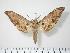  (Ambulyx bima bima - BC-Hax0129)  @14 [ ] Copyright (2010) Unspecified Research Collection of Jean Haxaire