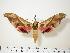  ( - BC-Hax0199)  @13 [ ] Copyright (2010) Unspecified Research Collection of Jean Haxaire