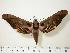  ( - BC-Hax0231)  @14 [ ] Copyright (2010) Unspecified Research Collection of Jean Haxaire