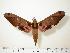  ( - BC-Hax0239)  @14 [ ] Copyright (2010) Unspecified Research Collection of Jean Haxaire