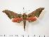  (Orecta titana - BC-Hax0242)  @13 [ ] Copyright (2010) Unspecified Research Collection of Jean Haxaire