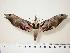  ( - BC-Hax0247)  @15 [ ] Copyright (2010) Unspecified Research Collection of Jean Haxaire