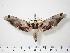  (Adhemarius dentoni - BC-Hax0248)  @16 [ ] Copyright (2010) Unspecified Research Collection of Jean Haxaire