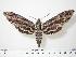  ( - BC-Hax0298)  @13 [ ] Copyright (2010) Unspecified Research Collection of Jean Haxaire