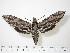  ( - BC-Hax0300)  @13 [ ] Copyright (2010) Unspecified Research Collection of Jean Haxaire