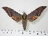  (Ambulyx sericeipennis joiceyi - BC-Hax0031)  @15 [ ] Copyright (2010) Unspecified Research Collection of Jean Haxaire