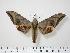  ( - BC-Hax0033)  @15 [ ] Copyright (2010) Unspecified Research Collection of Jean Haxaire
