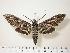  ( - BC-Hax0330)  @12 [ ] Copyright (2010) Unspecified Research Collection of Jean Haxaire