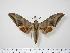  ( - BC-Hax0034)  @14 [ ] Copyright (2010) Unspecified Research Collection of Jean Haxaire