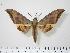  ( - BC-Hax0035)  @14 [ ] Copyright (2010) Unspecified Research Collection of Jean Haxaire