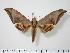  ( - BC-Hax0036)  @15 [ ] Copyright (2010) Unspecified Research Collection of Jean Haxaire