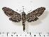  ( - BC-Hax0363)  @14 [ ] Copyright (2010) Unspecified Research Collection of Jean Haxaire