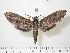  ( - BC-Hax0364)  @14 [ ] Copyright (2010) Unspecified Research Collection of Jean Haxaire