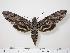  ( - BC-Hax0373)  @15 [ ] Copyright (2010) Unspecified Research Collection of Jean Haxaire