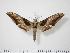  ( - BC-Hax0040)  @14 [ ] Copyright (2010) Unspecified Research Collection of Jean Haxaire