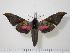  ( - BC-Hax0489)  @14 [ ] Copyright (2010) Unspecified Research Collection of Jean Haxaire