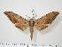  ( - BC-Hax0051)  @13 [ ] Copyright (2010) Unspecified Research Collection of Jean Haxaire