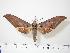  ( - BC-Hax0056)  @14 [ ] Copyright (2010) Unspecified Research Collection of Jean Haxaire