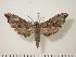  ( - BC-Hax0651)  @14 [ ] Copyright (2010) Unspecified Research Collection of Jean Haxaire