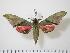  ( - BC-Hax0683)  @14 [ ] Copyright (2010) Unspecified Research Collection of Jean Haxaire