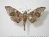  (Daphnusa philippinensis - BC-Hax0696)  @14 [ ] Copyright (2010) Unspecified Research Collection of Jean Haxaire