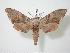 (Daphnusa - BC-Hax0698)  @14 [ ] Copyright (2010) Unspecified Research Collection of Jean Haxaire