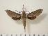  (Xylophanes suana - BC-Hax0732)  @14 [ ] Copyright (2010) Unspecified Research Collection of Jean Haxaire