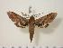  (Xylophanes norfolki - BC-Hax0738)  @14 [ ] Copyright (2010) Unspecified Research Collection of Jean Haxaire