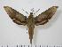  (Xylophanes libya - BC-Hax0775)  @13 [ ] Copyright (2010) Unspecified Research Collection of Jean Haxaire