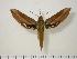  (Xylophanes resta - BC-Hax0785)  @14 [ ] Copyright (2010) Unspecified Research Collection of Jean Haxaire