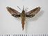  ( - BC-Hax0793)  @13 [ ] Copyright (2010) Unspecified Research Collection of Jean Haxaire