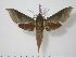  ( - BC-Hax0801)  @14 [ ] Copyright (2010) Unspecified Research Collection of Jean Haxaire