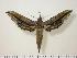  ( - BC-Hax0822)  @14 [ ] Copyright (2010) Unspecified Research Collection of Jean Haxaire