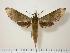  (Xylophanes schausi - BC-Hax0838)  @15 [ ] Copyright (2010) Unspecified Research Collection of Jean Haxaire