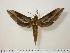  (Xylophanes josephinae - BC-Hax0847)  @15 [ ] Copyright (2010) Unspecified Research Collection of Jean Haxaire