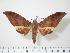  ( - BC-Hax0085)  @14 [ ] Copyright (2010) Unspecified Research Collection of Jean Haxaire