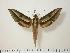  ( - BC-Hax0851)  @14 [ ] Copyright (2010) Unspecified Research Collection of Jean Haxaire