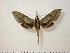  (Xylophanes staudingeri - BC-Hax0857)  @14 [ ] Copyright (2010) Unspecified Research Collection of Jean Haxaire