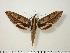  ( - BC-Hax0871)  @14 [ ] Copyright (2010) Unspecified Research Collection of Jean Haxaire