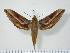  ( - BC-Hax0881)  @14 [ ] Copyright (2010) Unspecified Research Collection of Jean Haxaire