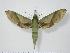  (Xylophanes tyndarus - BC-Hax0885)  @15 [ ] Copyright (2010) Unspecified Research Collection of Jean Haxaire