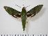  (Xylophanes chiron chiron - BC-Hax0912)  @14 [ ] Copyright (2010) Unspecified Research Collection of Jean Haxaire