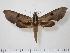 (Xylophanes obscurus - BC-Hax0939)  @14 [ ] Copyright (2010) Unspecified Research Collection of Jean Haxaire