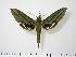  (Xylophanes confinis - BC-Hax0947)  @14 [ ] Copyright (2010) Unspecified Research Collection of Jean Haxaire
