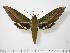  (Xylophanes letiranti - BC-Hax0956)  @15 [ ] Copyright (2010) Unspecified Research Collection of Jean Haxaire