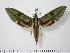  (Xylophanes docilis - BC-Hax0964)  @14 [ ] Copyright (2010) Unspecified Research Collection of Jean Haxaire