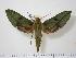 ( - BC-Hax0993)  @14 [ ] Copyright (2010) Unspecified Research Collection of Jean Haxaire
