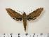  ( - BC-Hax1003)  @14 [ ] Copyright (2010) Unspecified Research Collection of Jean Haxaire