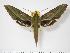  (Xylophanes huloti - BC-Hax1017)  @14 [ ] Copyright (2010) Unspecified Research Collection of Jean Haxaire