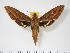  (Xylophanes kiefferi - BC-Hax1022)  @15 [ ] Copyright (2010) Unspecified Research Collection of Jean Haxaire